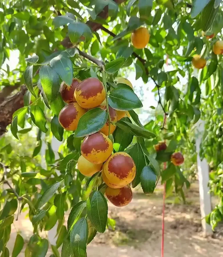 Xinzheng Jujube (Xinzheng Red Date)