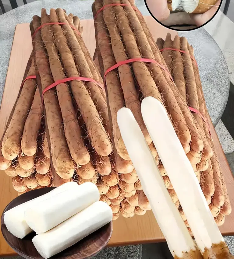 Wenxian Iron Stick Yam (Chinese Yam, Dioscorea opposita)